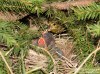 Strnad obecný (Ptáci), Emberiza citrinella (Aves)